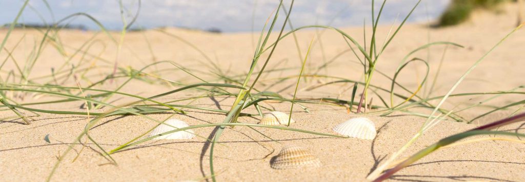 Sea shells and grass at Wells next the Sea beach, North Norfolk